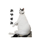 シロとクロ猫の写真（個別スタンプ：39）