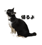 シロとクロ猫の写真（個別スタンプ：40）