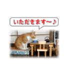 なりきり猫たちの季節のカード（個別スタンプ：22）