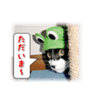 なりきり猫たちの季節のカード（個別スタンプ：25）