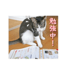 なりきり猫たちの季節のカード（個別スタンプ：28）