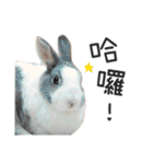 My dear rabbits（個別スタンプ：1）