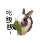 My dear rabbits（個別スタンプ：5）