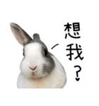 My dear rabbits（個別スタンプ：14）