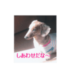ラッキーの1日（個別スタンプ：1）