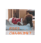 ラッキーの1日（個別スタンプ：4）