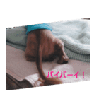 ラッキーの1日（個別スタンプ：6）