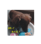 ラッキーの1日（個別スタンプ：7）