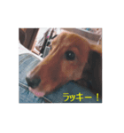 ラッキーの1日（個別スタンプ：8）