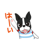 ボストンテリア Jill ＆ Mill（個別スタンプ：2）
