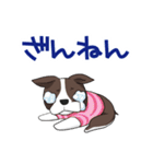 ボストンテリア Jill ＆ Mill（個別スタンプ：7）