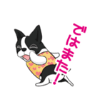 ボストンテリア Jill ＆ Mill（個別スタンプ：12）