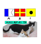 猫が教える国際信号旗 実写版1.1（個別スタンプ：4）