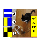 猫が教える国際信号旗 実写版1.1（個別スタンプ：8）