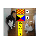 猫が教える国際信号旗 実写版1.1（個別スタンプ：13）