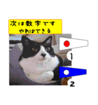 猫が教える国際信号旗 実写版1.1（個別スタンプ：14）