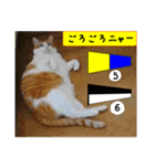 猫が教える国際信号旗 実写版1.1（個別スタンプ：16）