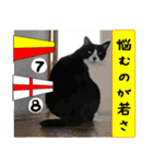 猫が教える国際信号旗 実写版1.1（個別スタンプ：17）