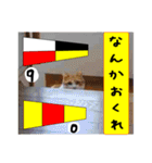 猫が教える国際信号旗 実写版1.1（個別スタンプ：18）