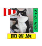 猫が教える国際信号旗 実写版1.1（個別スタンプ：20）