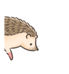 Calico The Hedgehog（個別スタンプ：25）