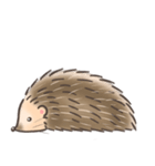 Calico The Hedgehog（個別スタンプ：28）