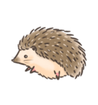 Calico The Hedgehog（個別スタンプ：33）