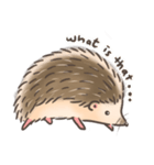 Calico The Hedgehog（個別スタンプ：37）