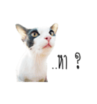 maww a cat（個別スタンプ：1）