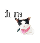 maww a cat（個別スタンプ：2）
