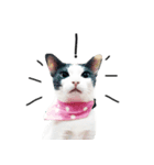 maww a cat（個別スタンプ：3）