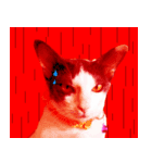 maww a cat（個別スタンプ：4）