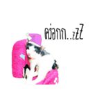 maww a cat（個別スタンプ：5）