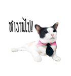 maww a cat（個別スタンプ：6）