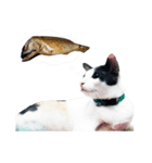 maww a cat（個別スタンプ：7）