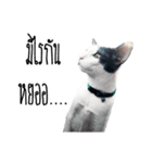 maww a cat（個別スタンプ：8）