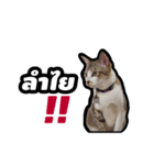 Gangster Manote（個別スタンプ：6）