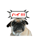 リアルDOG pugのりきたん（個別スタンプ：1）