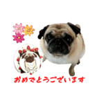 リアルDOG pugのりきたん（個別スタンプ：4）