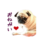 リアルDOG pugのりきたん（個別スタンプ：10）