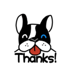 POKE (Boston Terrier )（個別スタンプ：4）