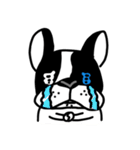 POKE (Boston Terrier )（個別スタンプ：21）