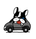POKE (Boston Terrier )（個別スタンプ：27）
