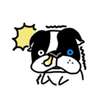POKE (Boston Terrier )（個別スタンプ：29）