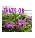 orchids thai4（個別スタンプ：16）