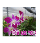 orchids thai4（個別スタンプ：36）