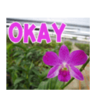 orchids thai4（個別スタンプ：37）