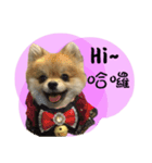 Mimi the cute Pomeranian（個別スタンプ：4）