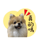 Mimi the cute Pomeranian（個別スタンプ：7）