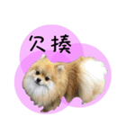 Mimi the cute Pomeranian（個別スタンプ：9）